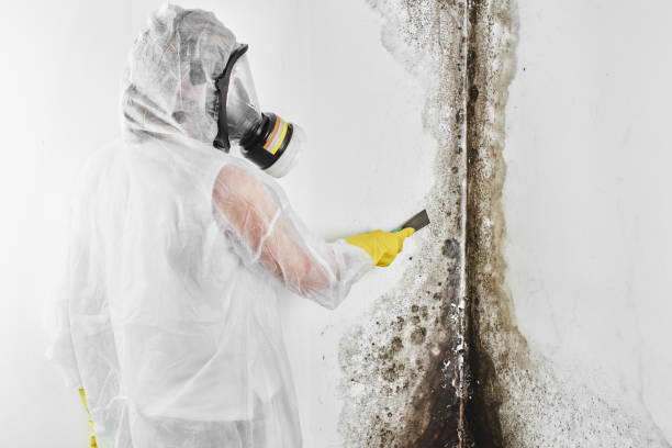 Professional Mold Removal in Experiment, GA