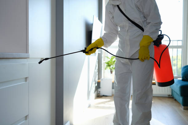 Best Mold Damage Repair  in Experiment, GA