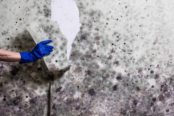 Best Mold Testing  in Experiment, GA